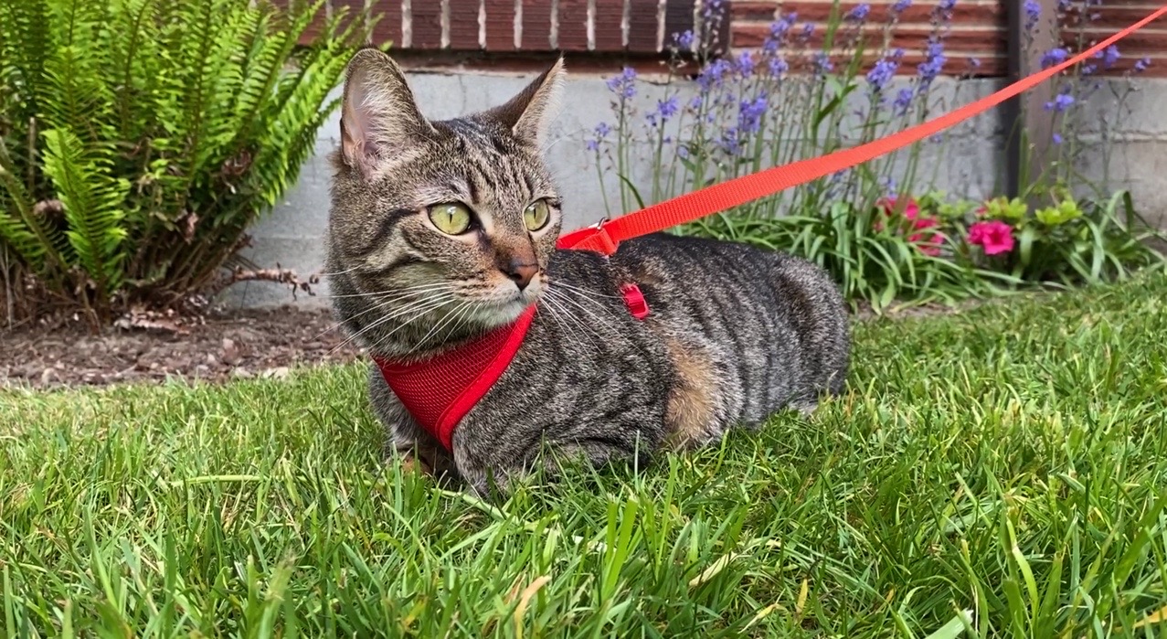 Taking Your Cat for a Walk How I Leash Trained My Cat